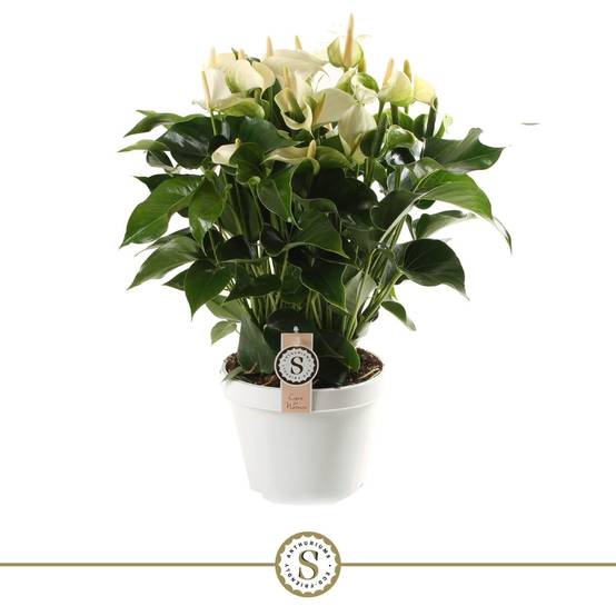 Anthurium fleuri blanc 65cm - Plante d'intérieur- La Green Touch - Image 3