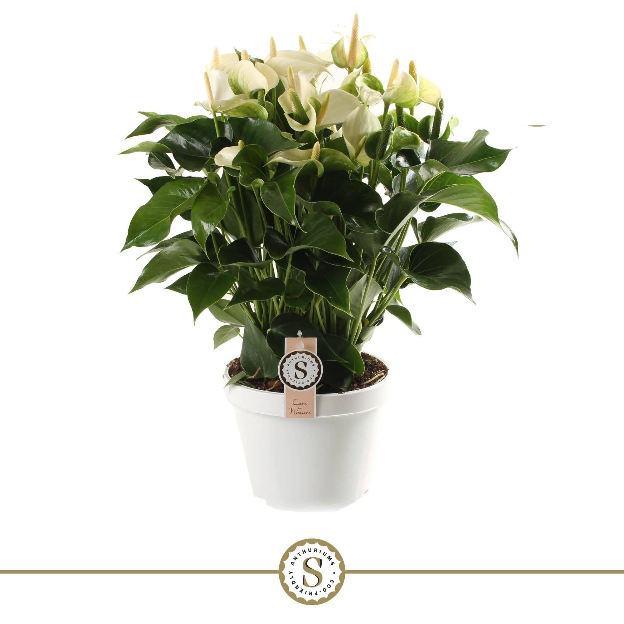 Anthurium fleuri blanc 65cm - Plante d'intérieur- La Green Touch - Image 3