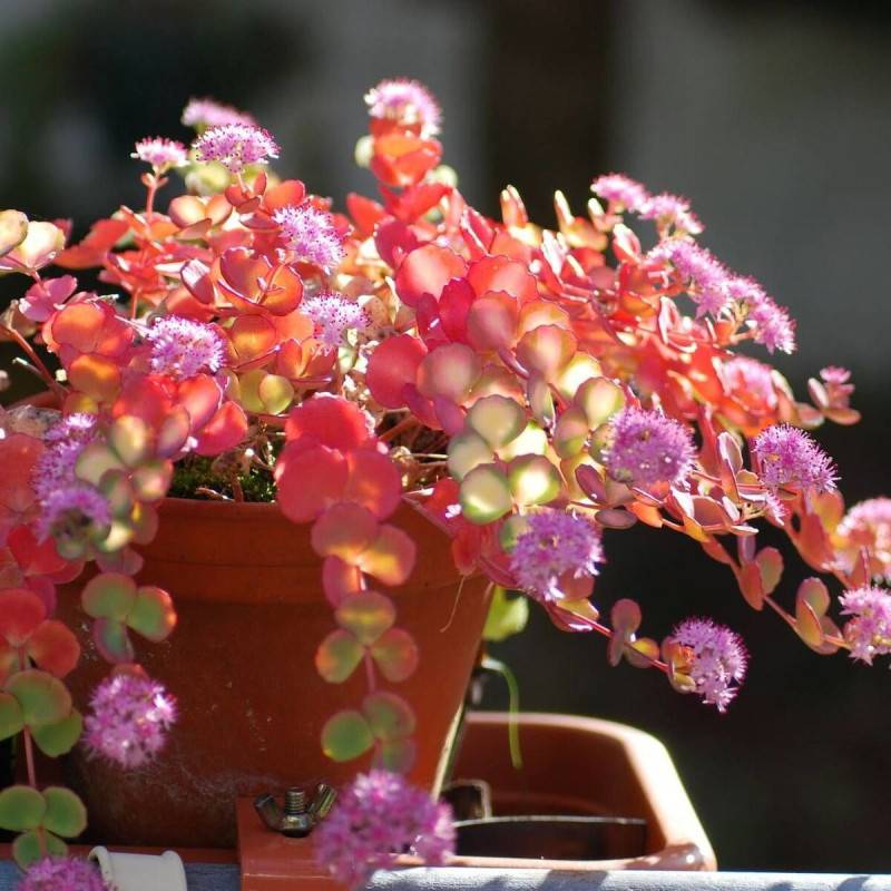 Orpin de Siebold, Sedum à fleurs Rose/ - feuillage Persistant - Godet - 5/20 cm - Image 4