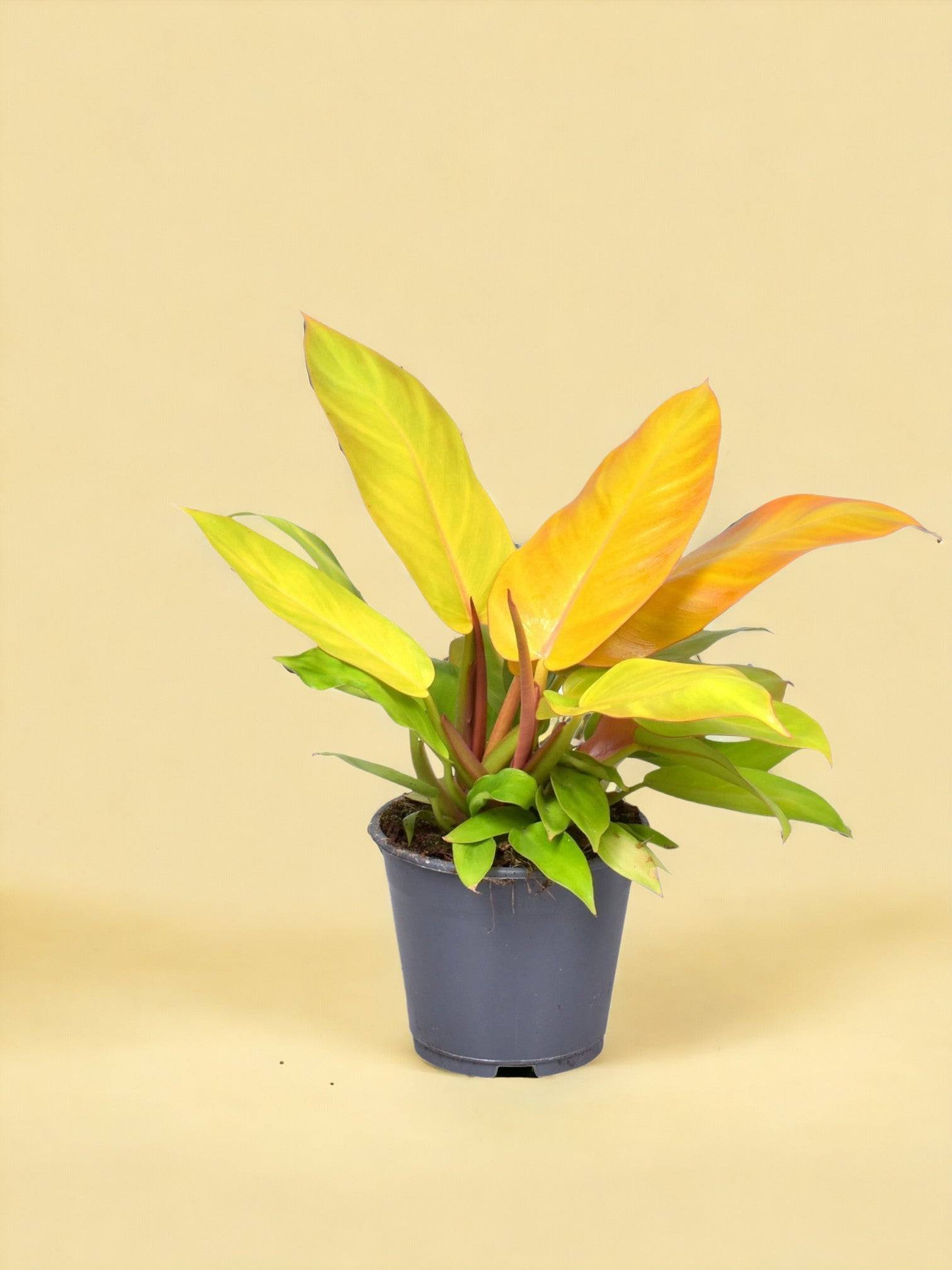 Philodendron Prince Of Orange - D14 H35cm - Image 1