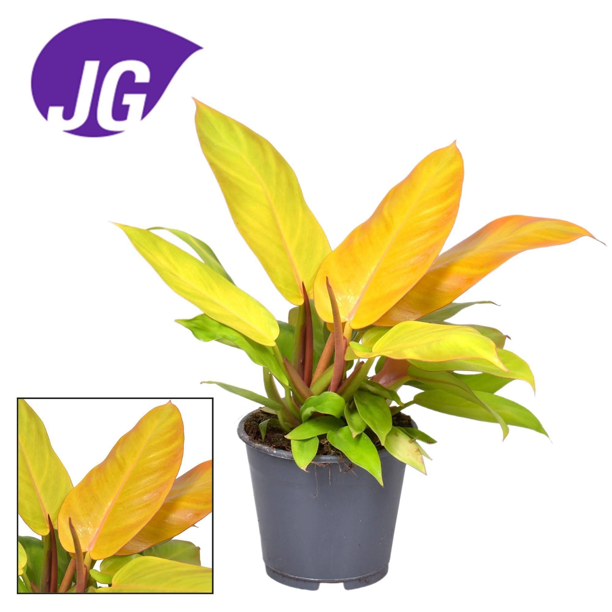 Philodendron Prince Of Orange - D14 H35cm - Image 2