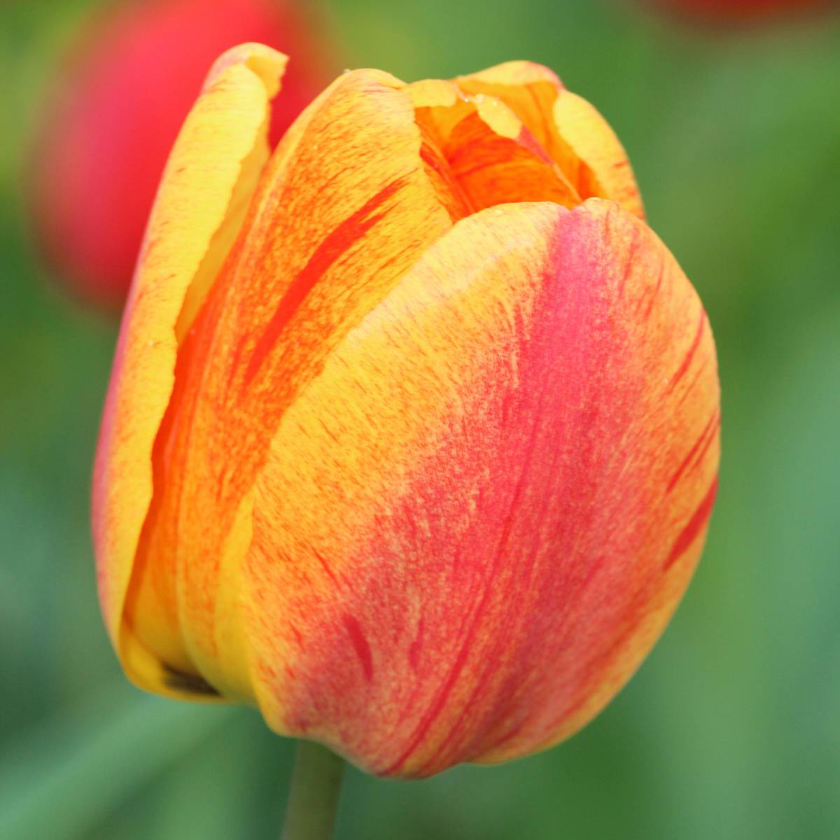Promesse de Fleurs - Tulipe simple tardive Rhapsody of Smiles Bulbe calibre 11+ (par 10)