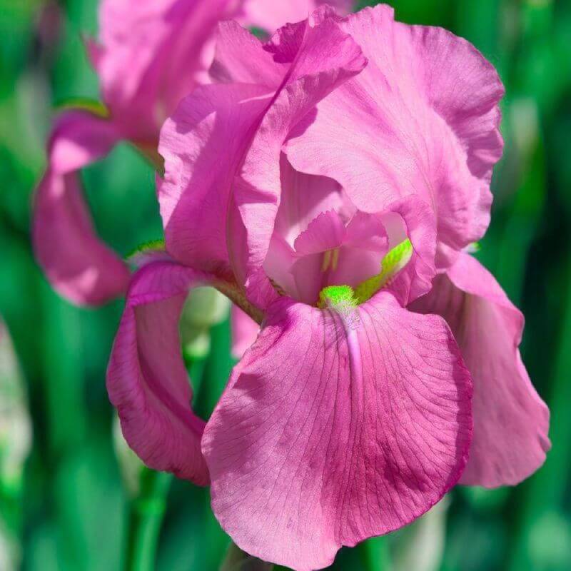 3 Iris "Color me Rose" - Lot de 3 vivaces - Pépinières Naudet - Image 1