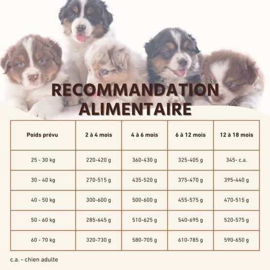 Wildfang - Wildfang Aliments secs juniors avec saumon pour chiots - sans céréales - 2 x 2 kg - Image 7