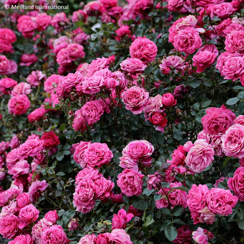 Rosier à grandes fleurs Alexandre Astier Pot de 4L/5L