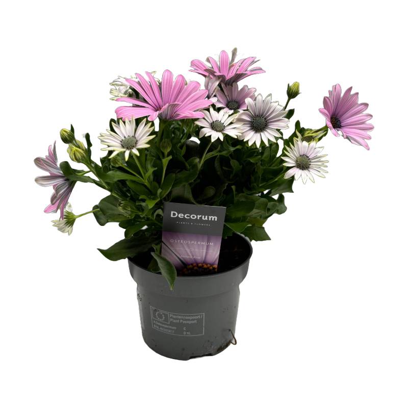 Horti-Flandre - Osteospermum rose Pot 13 cm