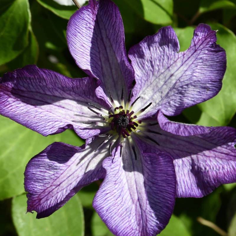 Clématite viticella Super Nova® 'zo09088' à fleurs Violette - feuillage Caduc - Pot de 2L - Tuteur bambou 60/90 cm-  hauteur à maturité De 1,50 m à 2, - Image 5