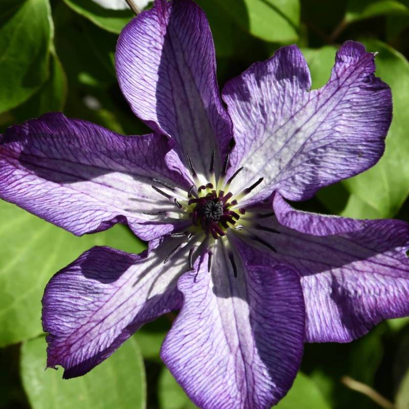 Clématite viticella Super Nova® 'zo09088' à fleurs Violette - feuillage Caduc - Pot de 2L - Tuteur bambou 60/90 cm-  hauteur à maturité De 1,50 m à 2, - Image 1
