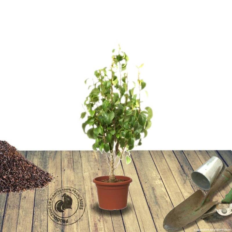 Poirier nain Garden Pearl® 'Pyvert' - Bon rendement - Pot de 5.7L - 60/80 cm - De 1,00 m à 1,50 m - Image 8