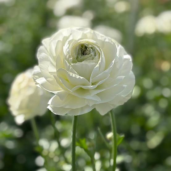 Promesse de Fleurs - Renoncule des fleuristes Romance Montenvers – Ranunculus asiaticus Bulbe calibre 8+