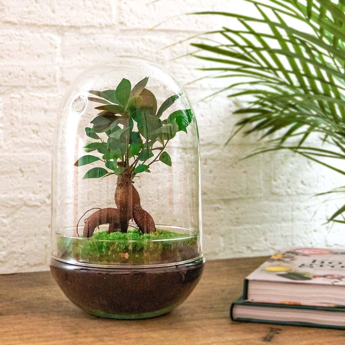 Kit Terrarium Diy - D25 H25cm - Image 3
