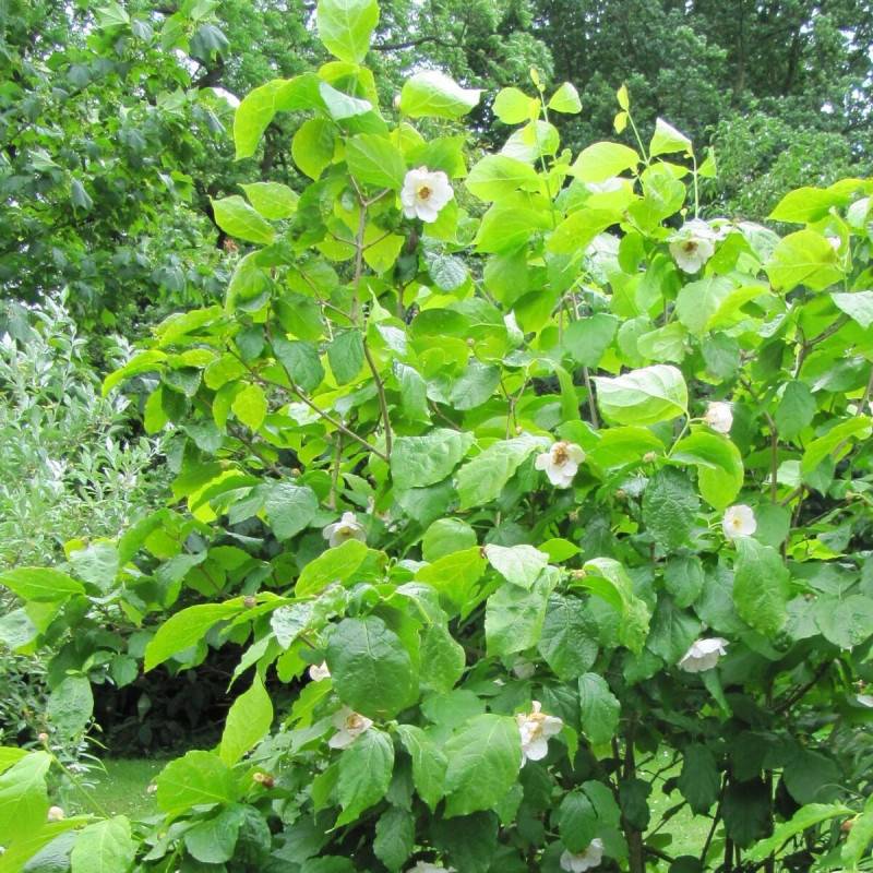 Arbre aux anémones Venus®, Calycanthus à fleurs Blanche/ - feuillage Caduc - Pot de 3L - 40/60 cm - Image 2