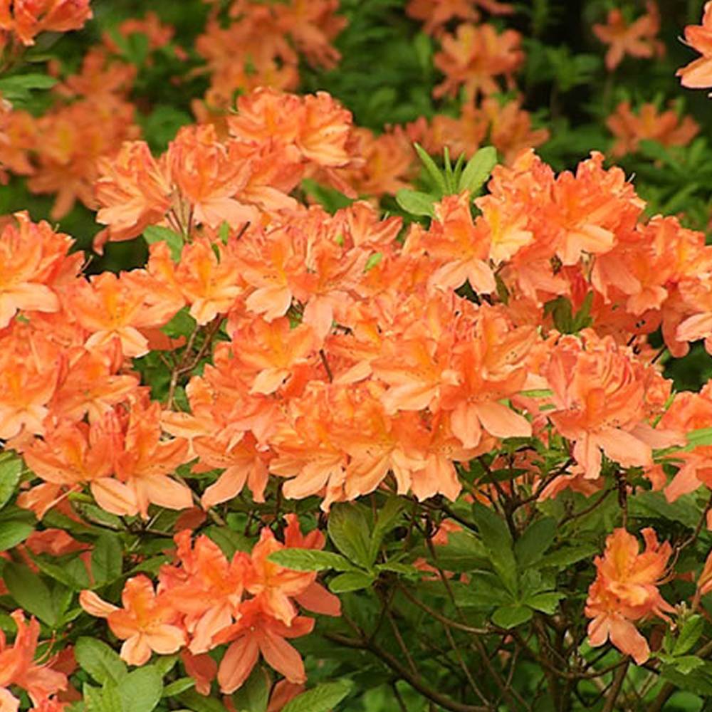 Gardenersdream - Azalée orange (1 pièce) - plante arbuste rhododendron japonais - azalee du Japon persistante robuste - GardenersDream - Image 3