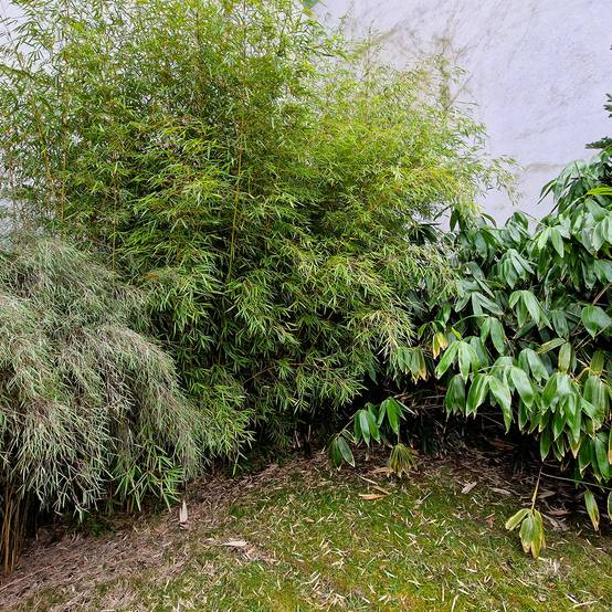 Promesse de Fleurs - Fargesia nitida Obelisk - Bambou non traçant Pot de 4L/5L - Image 1
