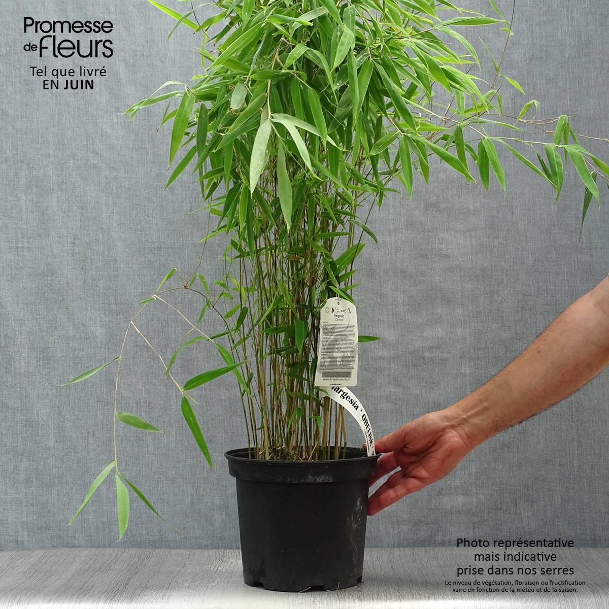 Promesse de Fleurs - Fargesia nitida Obelisk - Bambou non traçant Pot de 4L/5L - Image 2