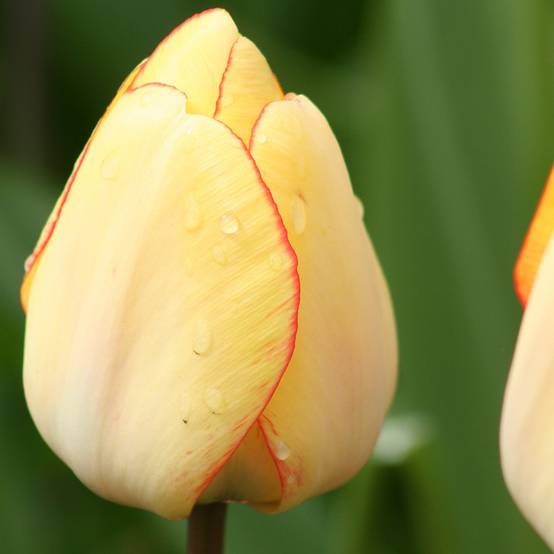 Promesse de Fleurs - Tulipe Darwin Beauty of Spring Bulbe calibre 12 (par 10)