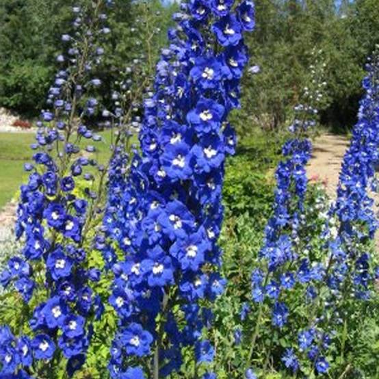 Delphinium Pacific Blue Bird - Pied d'Alouette vivace Godet de 7/8 cm