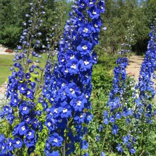 Delphinium Pacific Blue Bird - Pied d'Alouette vivace Godet de 7/8 cm