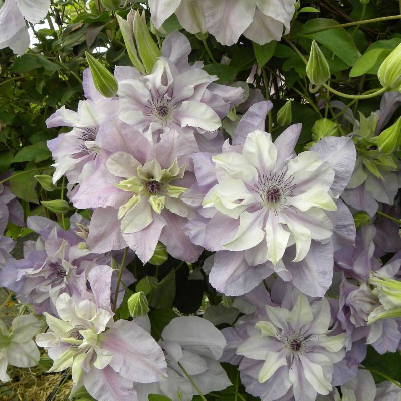 Clématite Reflections™ 'Evipo035' à fleurs Blanche - feuillage Caduc - Pot de 3L - Echelle bambou 60/120 cm-  hauteur à maturité De 2,00 m à 2,50 m - Image 5