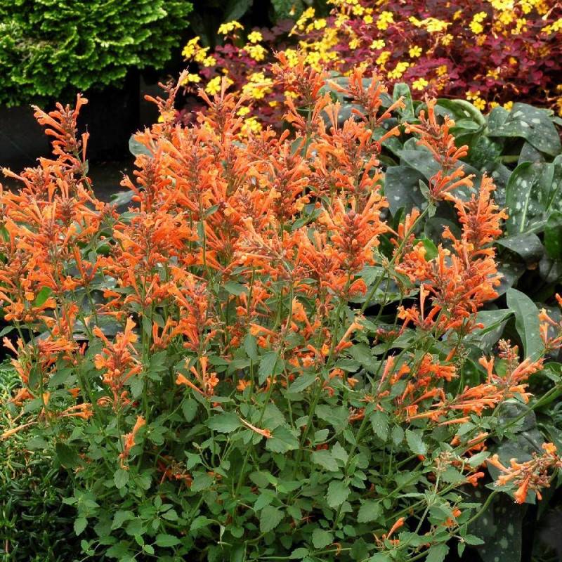 Agastache Kudos Mandarin® à fleurs Orange - feuillage Caduc - Godet - 5/20 cm-  hauteur à maturité De 0,15 m à 0,50 m - Image 1