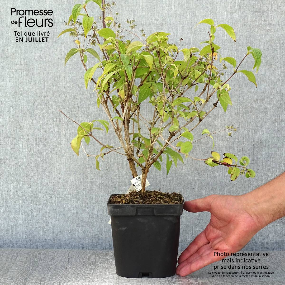 Promesse de Fleurs - Buddleia davidii Reve de Papillon White - Arbre aux papillons Pot de 2L/3L - Image 2