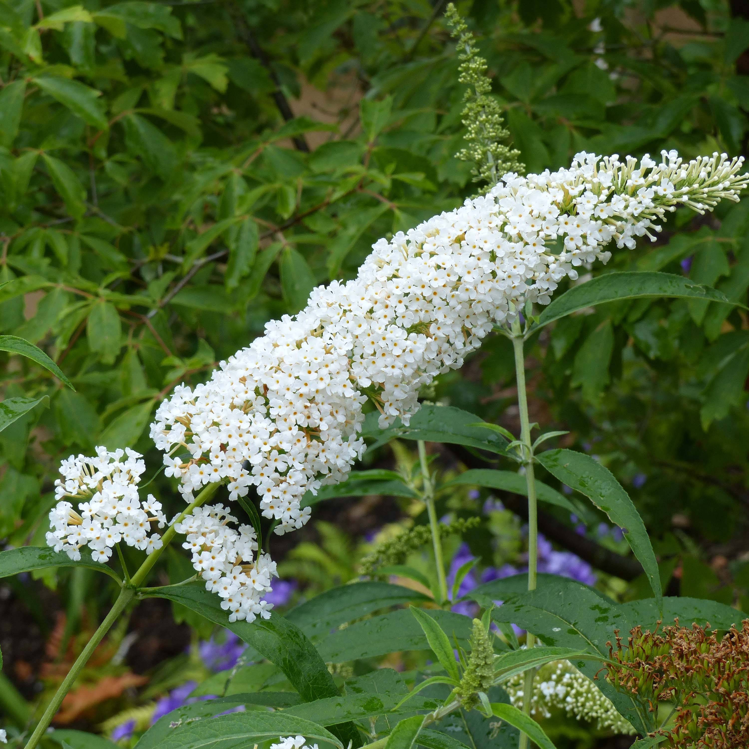 Promesse de Fleurs - Buddleia davidii Reve de Papillon White - Arbre aux papillons Pot de 2L/3L - Image 1
