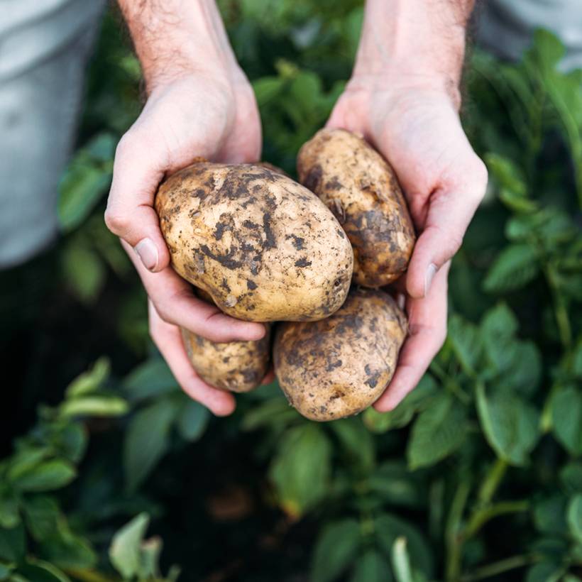 Pommes de terre Laurette en plants - Solanum tuberosum Sac de 25 plants calibre 28/35 mm