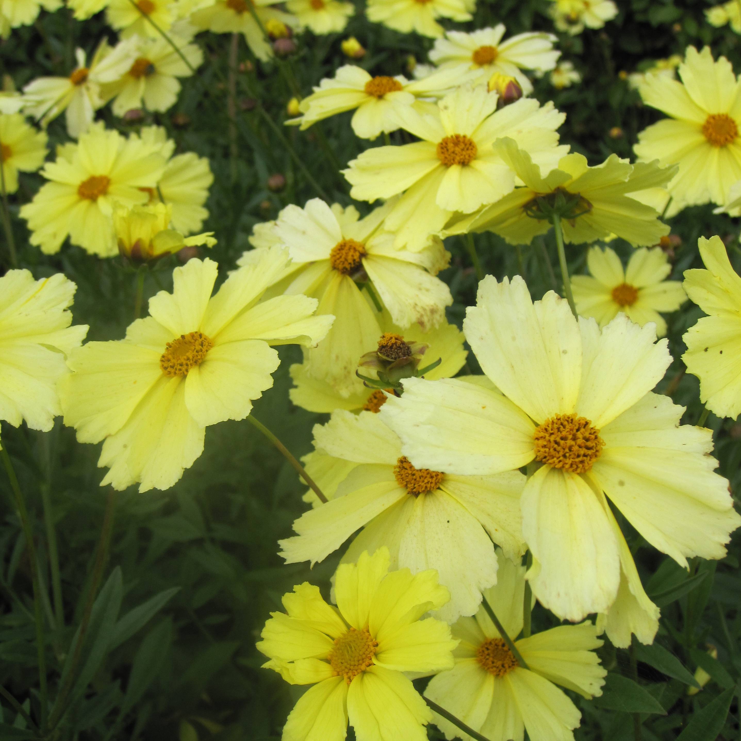 Coreopsis Full Moon Madness Godet de 8/9 cm