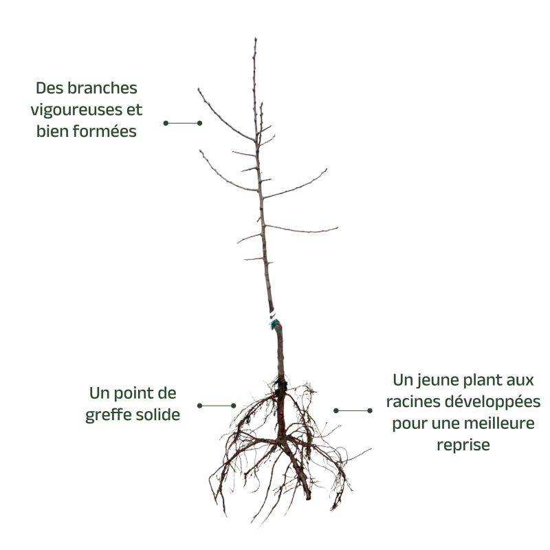 Prunier 'Mirabelle de Nancy' (Prunus domestica 'Mirabelle de Nancy') - Scion de 80 à 100cm - Pépinières Naudet - Image 4