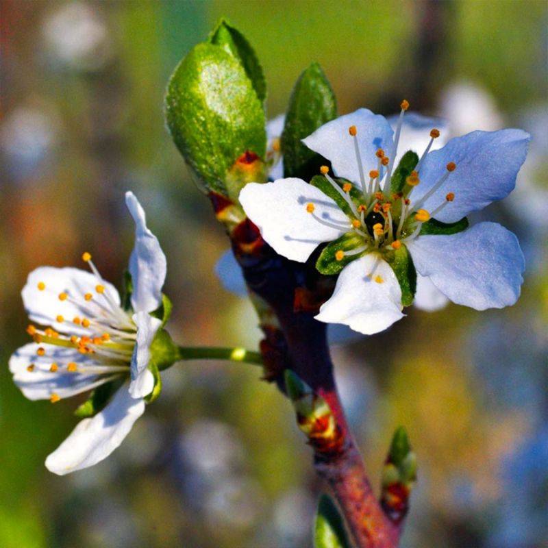 Prunier 'Mirabelle de Nancy' (Prunus domestica 'Mirabelle de Nancy') - Scion de 80 à 100cm - Pépinières Naudet - Image 2