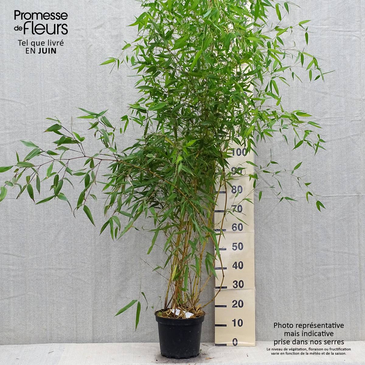 Bambou jaune - Phyllostachys aureosulcata Aureocaulis Pot de 4L/5L - Image 2