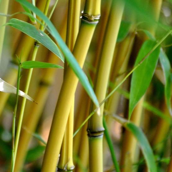 Bambou jaune - Phyllostachys aureosulcata Aureocaulis Pot de 4L/5L - Image 1