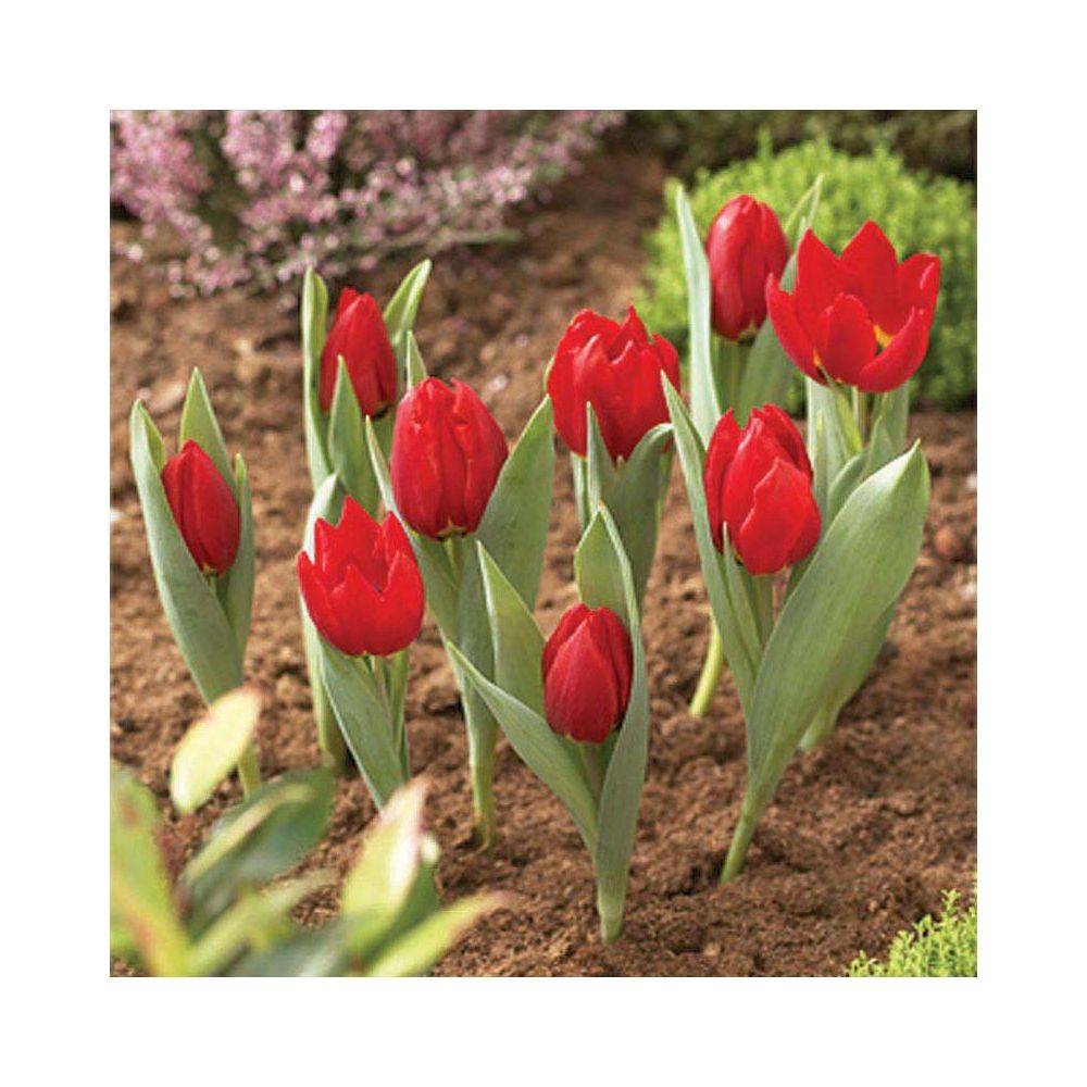 Garland - Panier pour bulbes rond 30 cm (Lot de 2) - Image 4