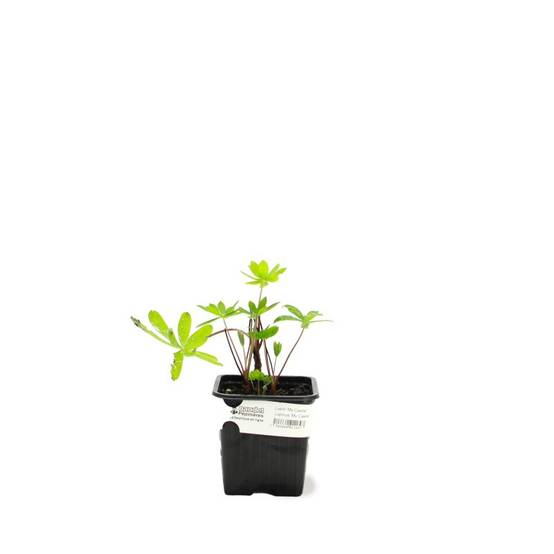 3 Lupins 'Mon Château' (Lupinus 'My Castle') - Lot de 3 vivaces - Pépinières Naudet - Image 2