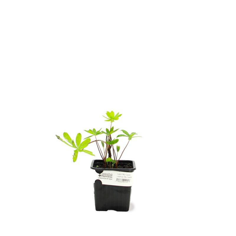 3 Lupins 'Mon Château' (Lupinus 'My Castle') - Lot de 3 vivaces - Pépinières Naudet - Image 2