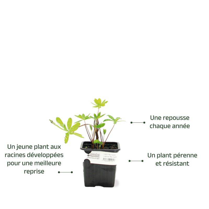 3 Lupins 'Mon Château' (Lupinus 'My Castle') - Lot de 3 vivaces - Pépinières Naudet - Image 3