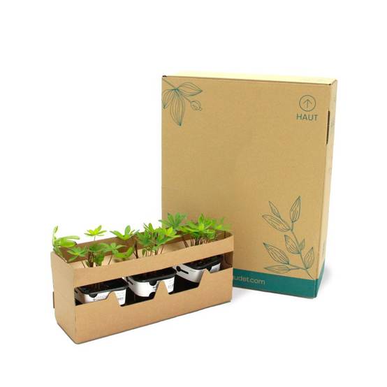 3 Lupins 'Mon Château' (Lupinus 'My Castle') - Lot de 3 vivaces - Pépinières Naudet - Image 5