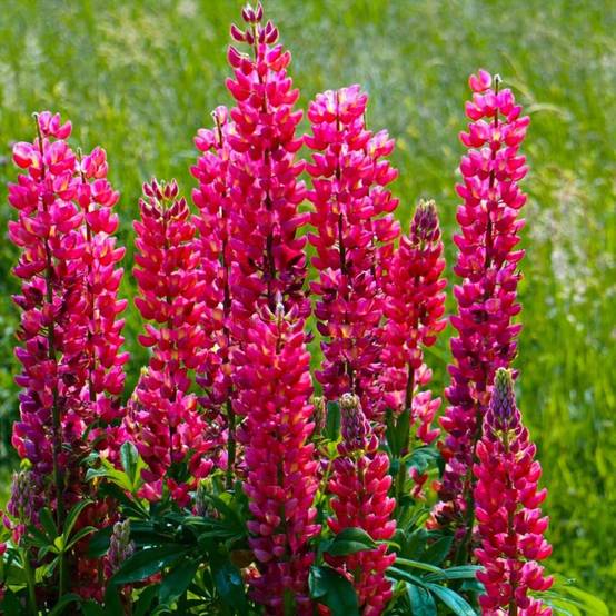 3 Lupins 'Mon Château' (Lupinus 'My Castle') - Lot de 3 vivaces - Pépinières Naudet - Image 1