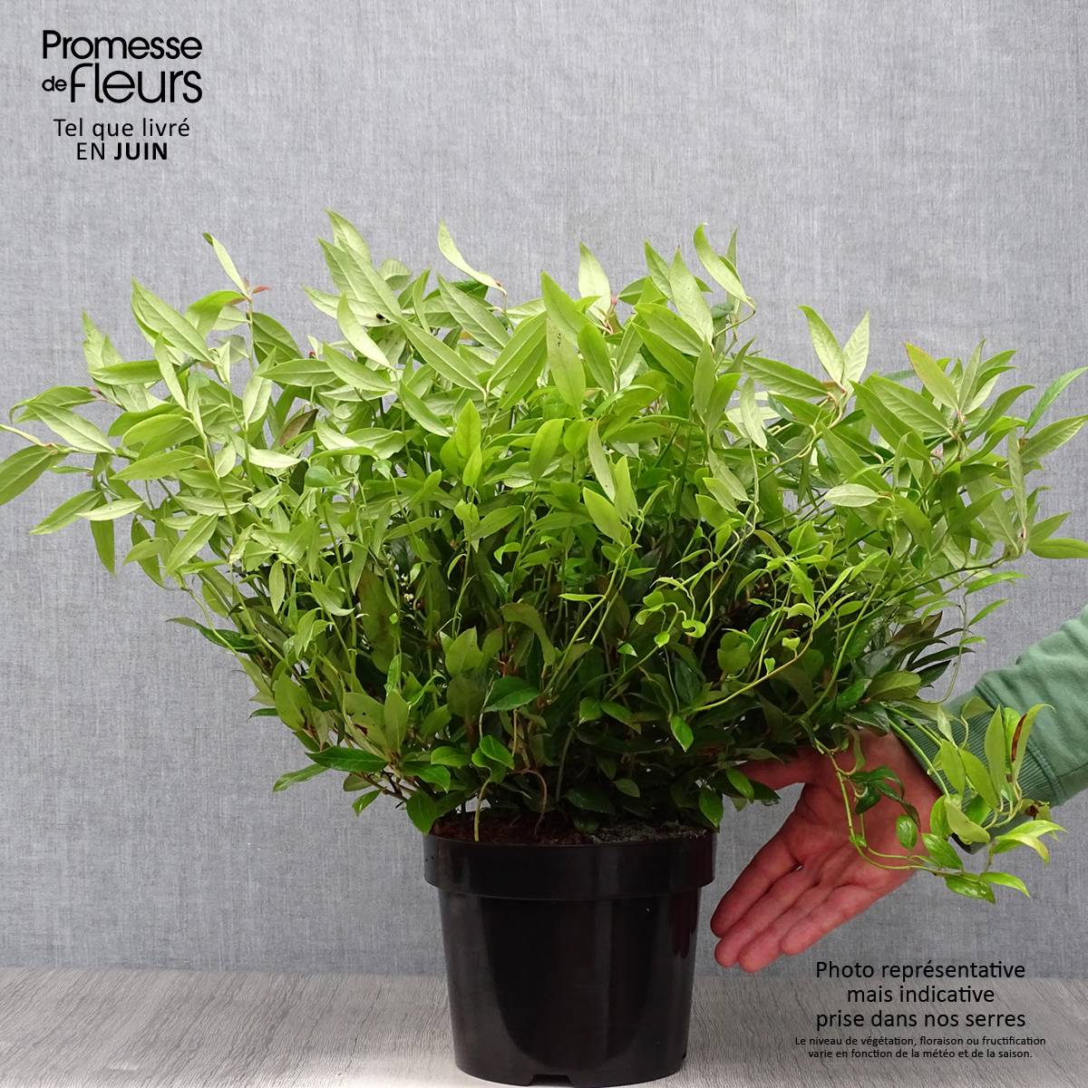 Promesse de Fleurs - Leucothoe fontanesiana Scarletta Pot de 2L/3L - Image 2