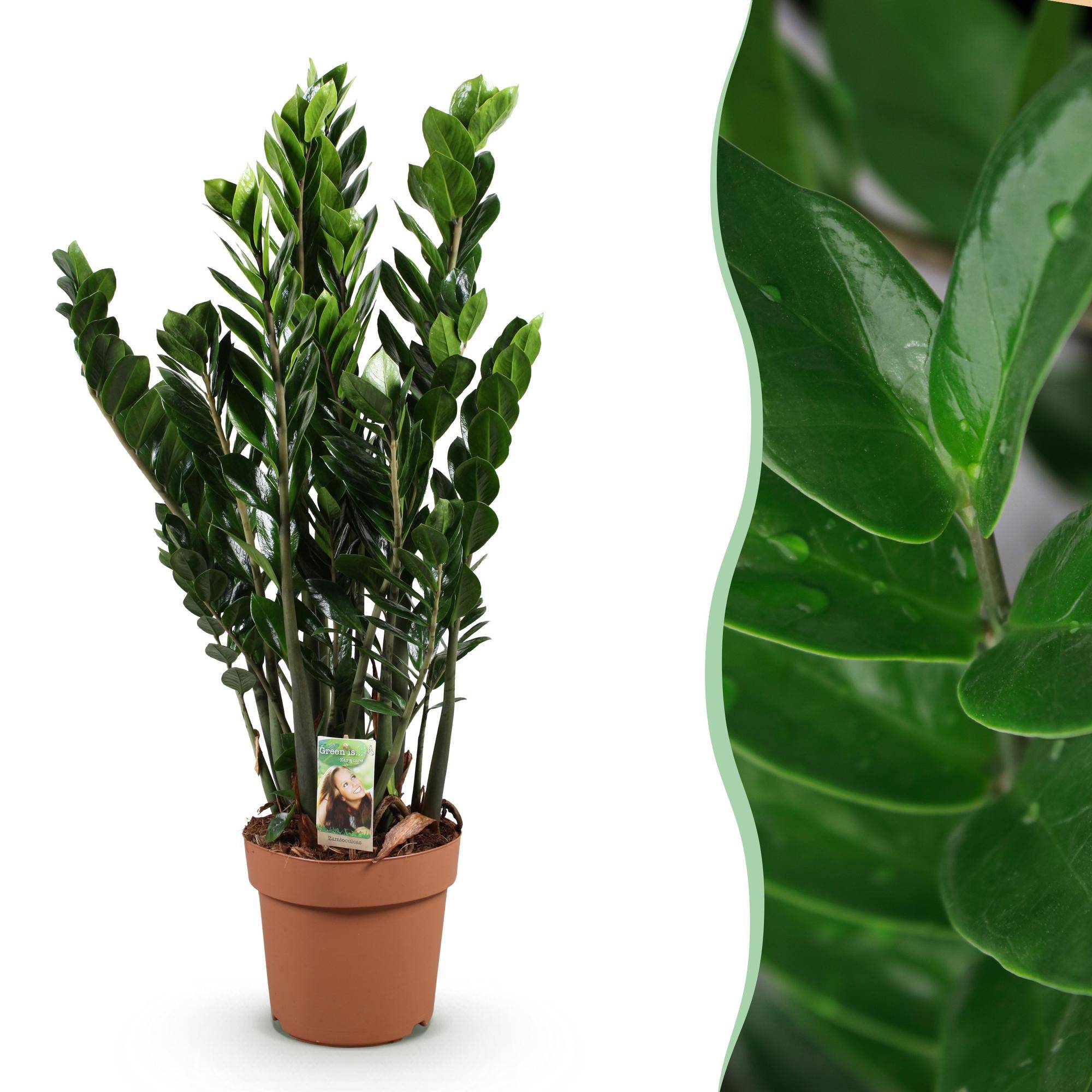 Zamioculcas - ZZ-plant - Pot de 17cm - Plantes d'intérieur - Image 7