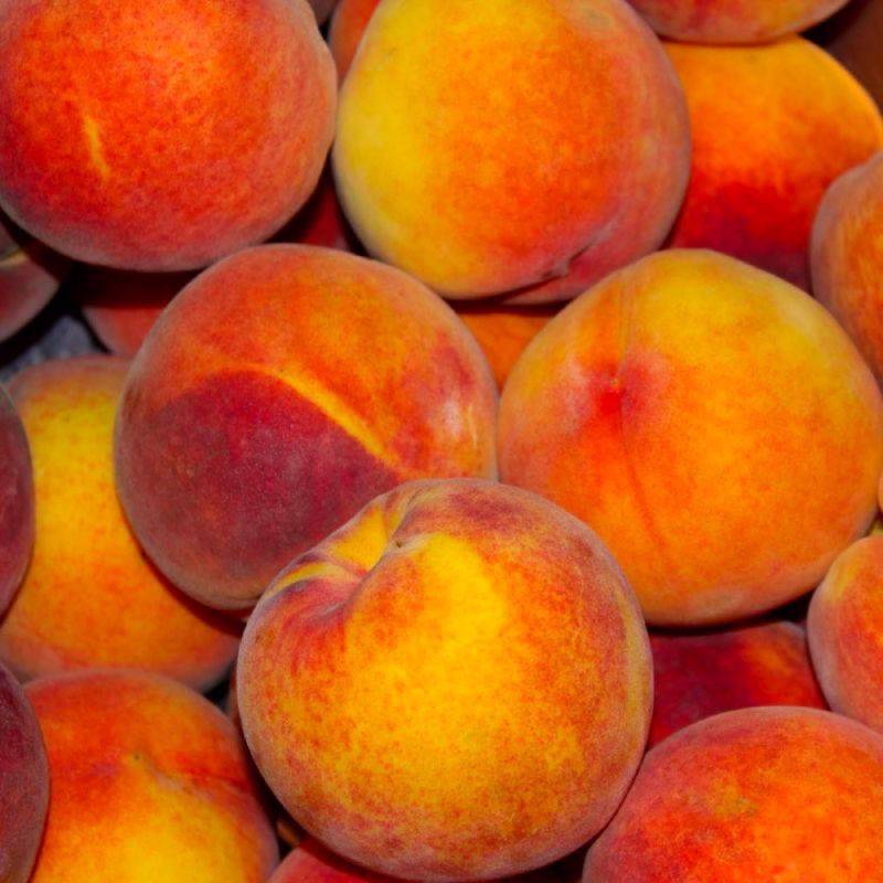 Pêcher 'Amsden' (Prunus persica 'Amsden') - Scion de 100cm - Pépinières Naudet - Image 2