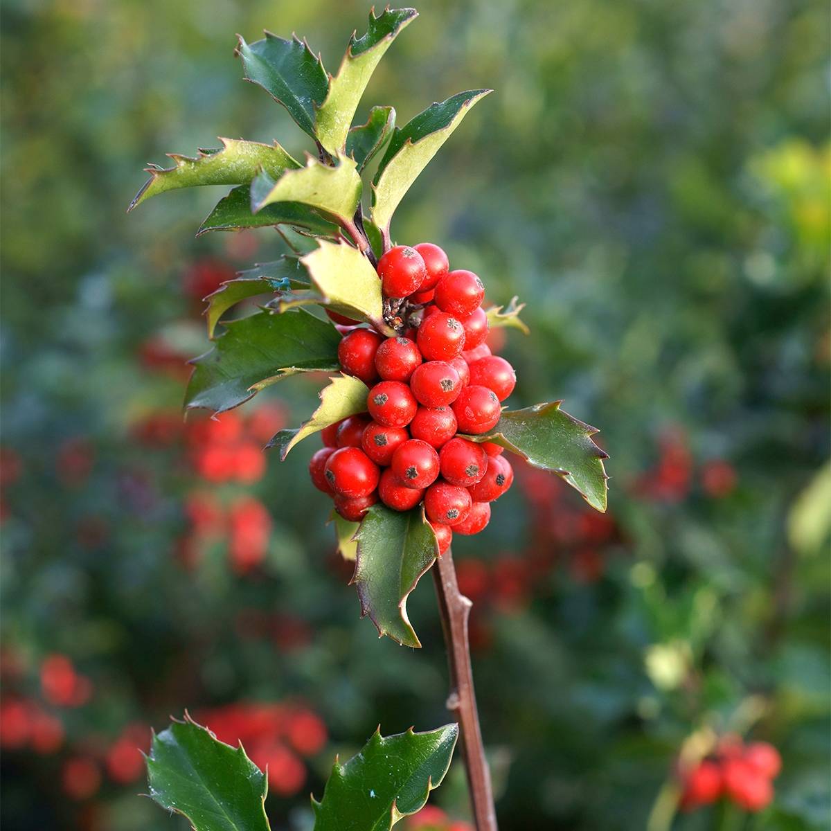 Houx - Ilex (x) meserveae Mesid Godet de 8/9 cm