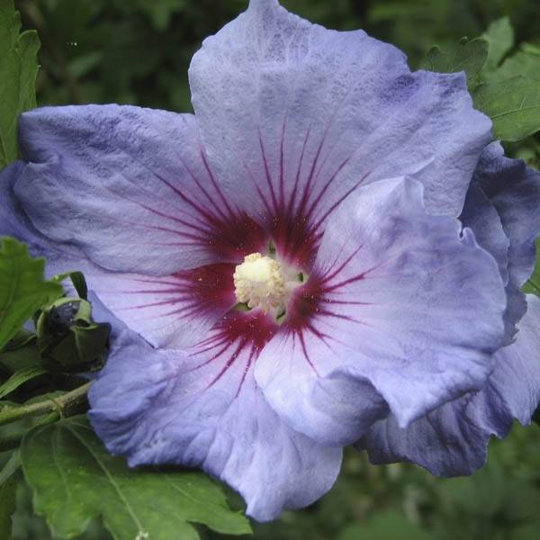 Promesse de Fleurs - Hibiscus syriacus Oiseau Bleu (Marina) - Althéa bleu Pot de 7,5L/10L, Demi-Tige