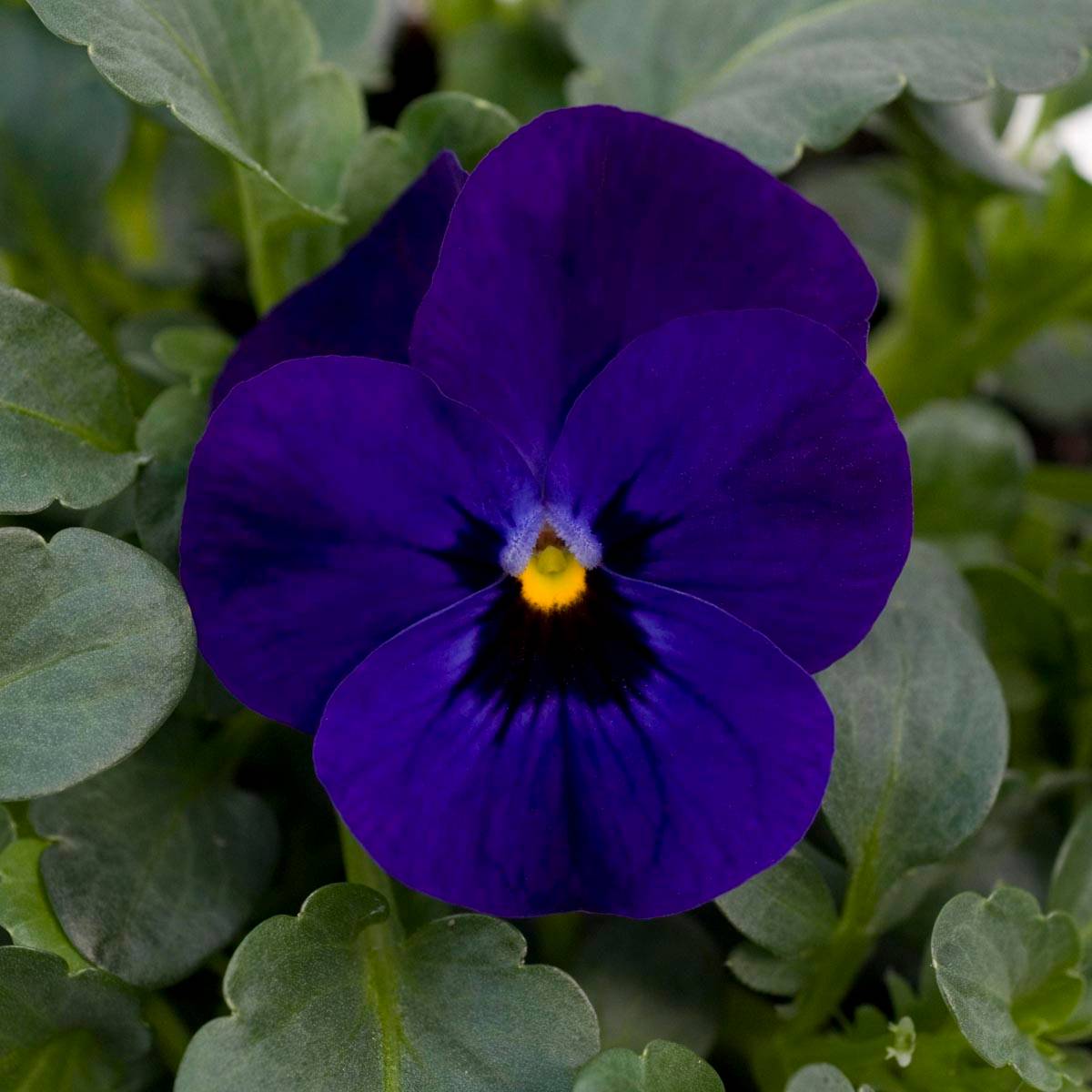 Promesse de Fleurs - Violette cornue Sorbet Xp F1 Blue Blotch Mini-motte - Viola cornuta Mini-motte Ø 1,5/2,5 cm, Plant vert de 3 à 5 cm de haut environ (par 5)