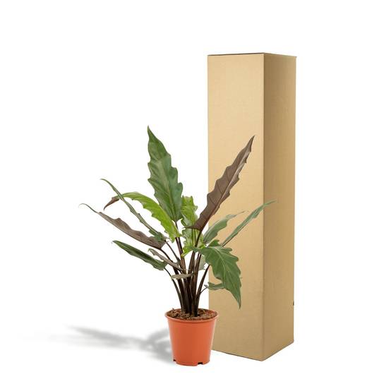 Alocasia Lauterbachiana 80cm - Plante d'intérieur- La Green Touch - Image 5