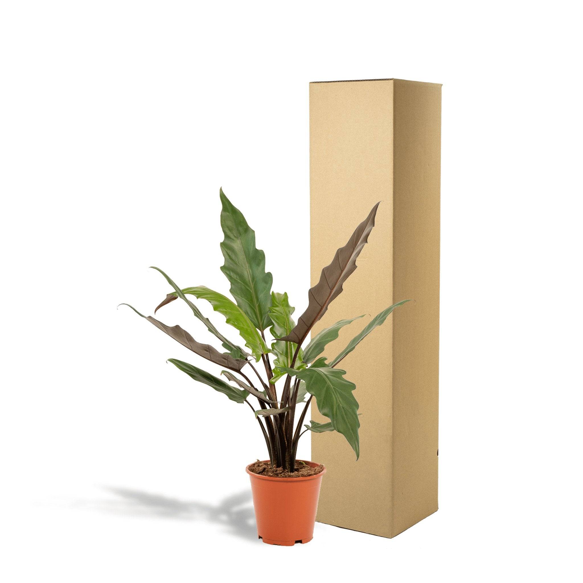 Alocasia Lauterbachiana 80cm - Plante d'intérieur- La Green Touch - Image 5