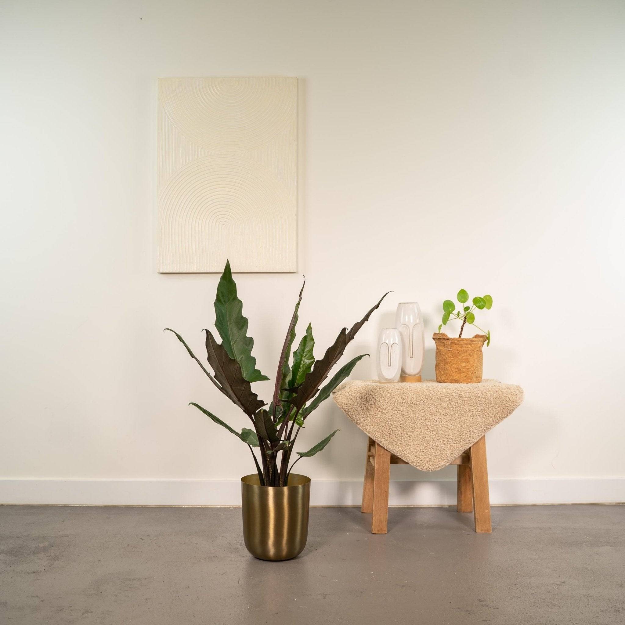 Alocasia Lauterbachiana 80cm - Plante d'intérieur- La Green Touch - Image 4