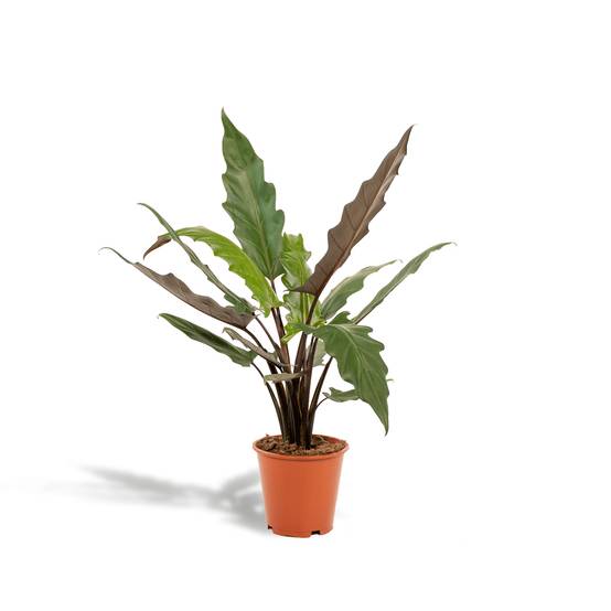 Alocasia Lauterbachiana 80cm - Plante d'intérieur- La Green Touch - Image 1