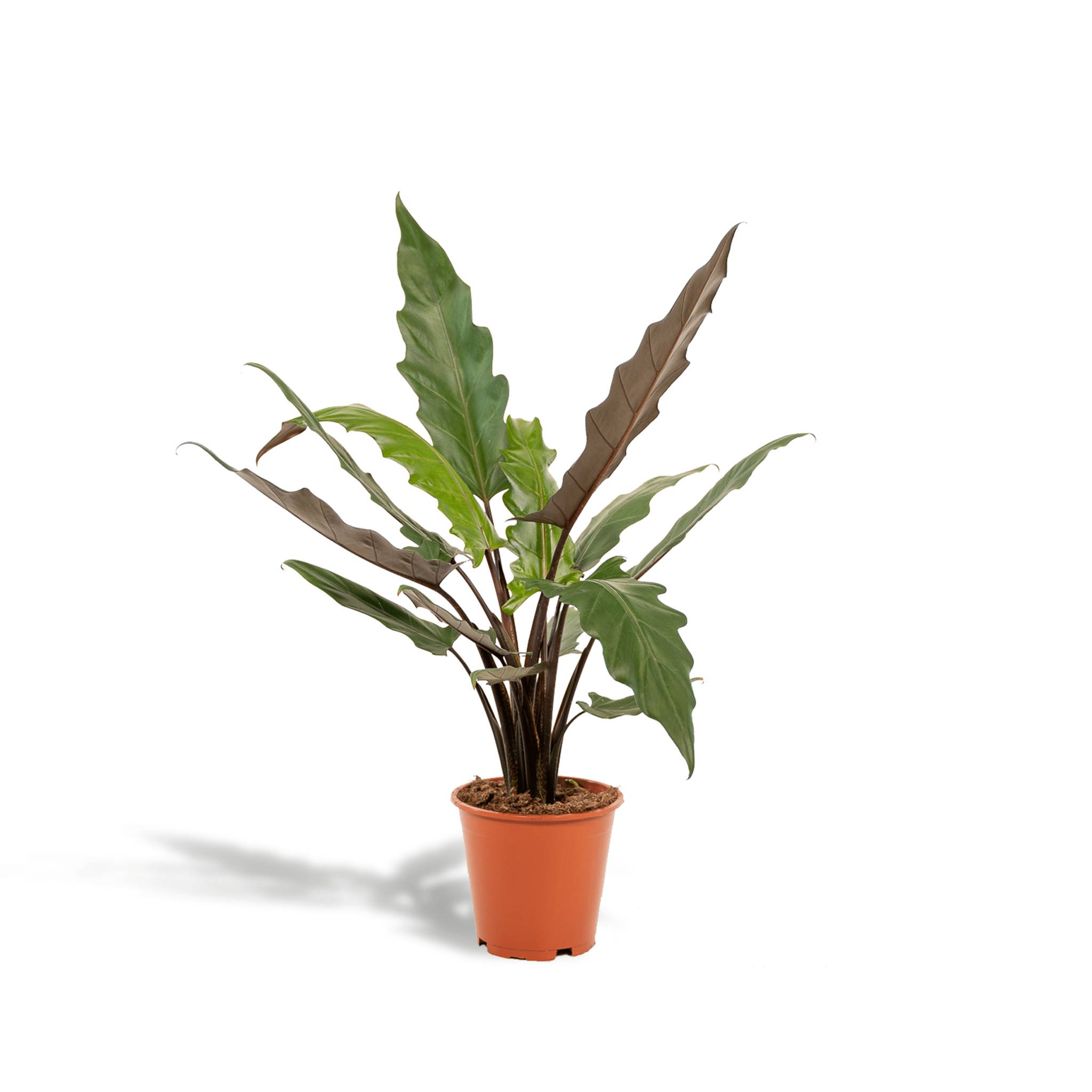 Alocasia Lauterbachiana 80cm - Plante d'intérieur- La Green Touch - Image 1