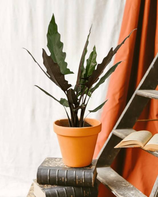 Alocasia Lauterbachiana 80cm - Plante d'intérieur- La Green Touch - Image 2